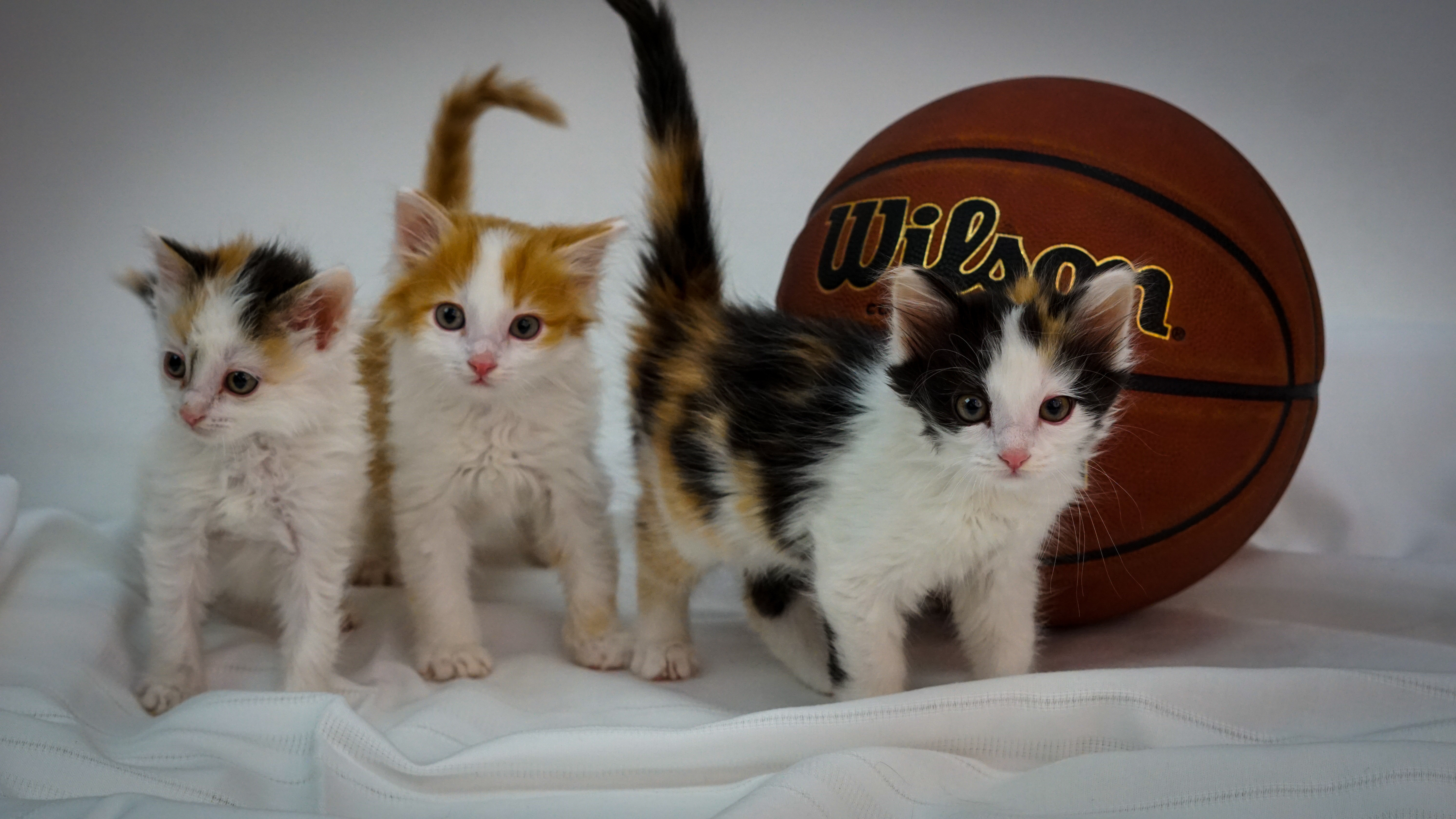 three kittens with a basketball