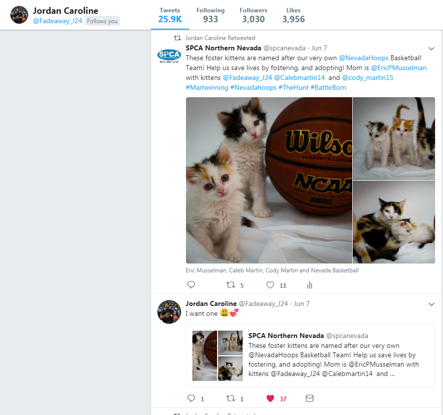 Screen capture of SPCA twitter feed featuring the photos of the kittens and Jordan Carolines retweet