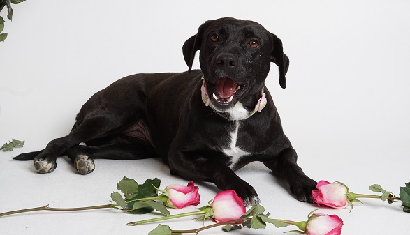 Black lab with roses